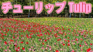 滝野すずらん丘陵公園にTulipを見に行ってきました。I saw tulips at Takino Suzuran Hillside Park [upl. by Pippas]