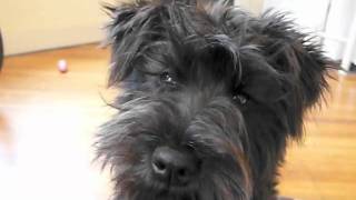 Black Mini Schnauzer Puppy [upl. by Breana]