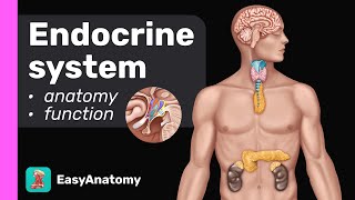 Endocrine system Anatomy amp Physiology Overview [upl. by Puritan538]