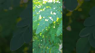 Moringa Leaves The Ultimate Superfood MoringaLeavesSuperfoodMoringaBenefitsHealthyLiving [upl. by Walker]