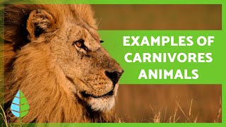 What are CARNIVOROUS ANIMALS 🐻🐧 Definition Types and EXAMPLES [upl. by Blayne432]