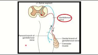 cremasteric reflex MRCS question solve CRACK MRCS [upl. by Nnairam]