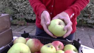 How to pick and store apples [upl. by Stace]