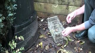 Rentokil DIY Rat Cage Trap [upl. by Nav854]