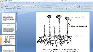 saprophytic fungi [upl. by Edita]