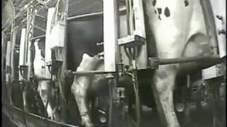 Mercy for Animals  New Yorks Largest Dairy Farm Investigation [upl. by Ardnaz925]