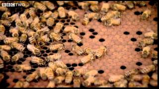 Behind the Beehive  The Code  Episode 2  BBC Two [upl. by Nedda]