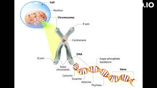 what is cytogenetics [upl. by Barde684]