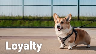 Mighty Corgis The Smallest Dogs With the Biggest Hearts [upl. by Ateiluj]