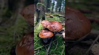 🍄‍🟫🍄‍🟫🍄‍🟫🎉mushrooms boletus pilze funghi nature porcini грибочки grzyby shorts gribi [upl. by Annaert]