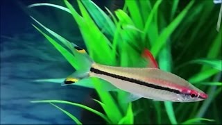 Puntius denisonii  Denison barb  red line torpedo barb  roseline shark care in a community tank [upl. by Guilbert478]