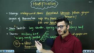 L2 Stem amp its Modifications  Morphology in Flowering Plants  11th Class Biology ft Hyperbiologist [upl. by Lower]