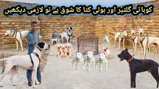 Sheeno Dog 🐕 Kennel Kohat Ka Visit  Kohati Gultair vs Bully  Pk Animals Vlog [upl. by Lyreb]