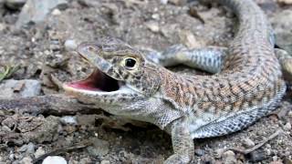 Schreibers fringefingered lizard  Acanthodactylus schreiberi  Ακανθοδάκτυλος  Cyprus [upl. by Ynomrah]