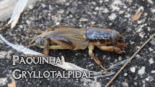 Paquinha Gryllotalpidae  Grilotoupeira Cachorrinhodaterra mole cricket grillo topo [upl. by Constantino]