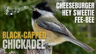 Black capped Chickadee  Fee Bee Song AKA Cheeseburger and Hey Sweetie [upl. by Narine576]