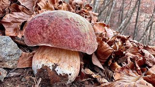 STUPENDI PORCINI ROSSI AL 5 NOVEMBRE 🍂🍂 [upl. by Oesile849]