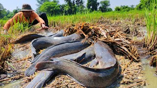 WOW amazing fishing a fisherman skills catch a lot of fishes in the straw at field by best hand [upl. by Birkett]