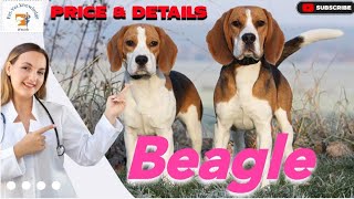 🐶 Beagle Dog Breed Price amp Details in India  Hindi  dog beagle PetVetKnowledge [upl. by Leese]