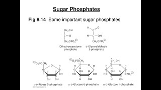 Notes on Phosphate Sugars  Introduction Structure Roles Importance Structures [upl. by Swanhildas]