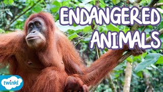 What Animals are Endangered  Endangered Species Explained for Kids [upl. by Nuahsyd]