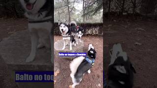 😂Max regaña al Cachorro Balto ¡Así solucionan los huskies sus cosas [upl. by Naimad]