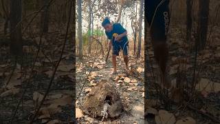 Wild Man found Gecko in the ground shorts animals [upl. by Three]