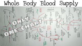 Whole Body Blood Supply  12  Upper limb Lower limb Thorax Abdomen Head and Neck Artery [upl. by Wulf316]