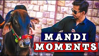 Mandi Moments By Peshori Vines Official [upl. by Viviyan]