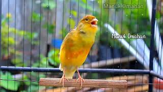 Canary song for mating training of beautiful Belgian canaries 155 [upl. by Ahsinyar970]