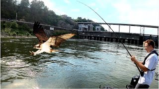 Early Summer Striper Fishing Below Dams amp Spillways [upl. by Rramal]