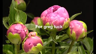 Peonies at Midnight for greg tuck [upl. by Nosremaj]