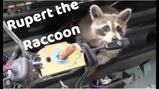 Compilation of Rupert the Raccoon videos re edit [upl. by Inaoj]