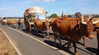 Carros de boi 2016 rumo a Trindade [upl. by Zephan]