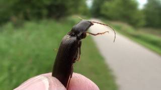 Click Beetle Elateridae Demonstrating Click Mechanism [upl. by Webster401]