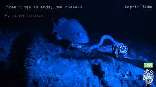 Hagfish predatory behaviour and slime defence mechanism [upl. by Malachy]