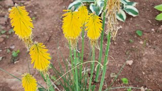 Plant Spotlight KniphofiaRed Hot Poker A beautiful perennial with vibrant colors zone 8aGA [upl. by Mellette]