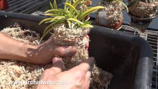 OrchidWeb  How to repot Neofinetia falcata [upl. by Dibri657]