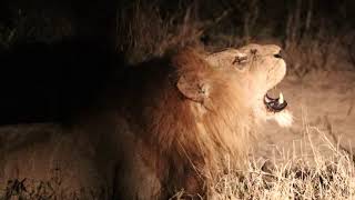 Big Male Lion Roaring At Night  Mala Mala Game Reserve [upl. by Eceinart]