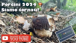 Porcini 2024 Valtellina 05062024 funghi mushroom porcini natura [upl. by Catto]