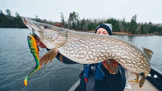 How To CATCH CLEAN and COOK Northern Pike Ice Out Ontario Pike [upl. by Namrac]