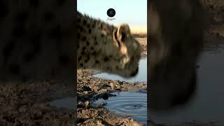 Cheetah CloseUp Hydrating in Etosha wildlife animals etoshanationalpark safariadventure [upl. by Aeslehs]