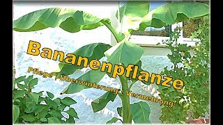 Bananenpflanze Pflege Überwinterung Vermehrung  Banane in Deutschland und Österreich anbauen [upl. by Dirgis125]