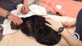 How to Give Subcutaneous Fluids to Your Pet [upl. by Leseil]