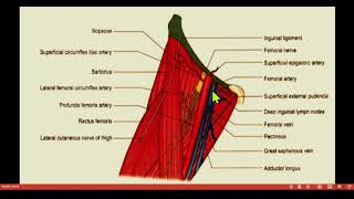 Femoral Hernia  femoral triangle femoral canal clinical anatomy lower limb Med Guide Series [upl. by Arreit]