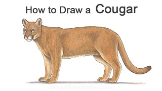 How to Draw a Cougar Mountain Lion [upl. by Kitarp]