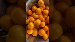 Fresh mountain cumquats to make marmalade [upl. by Aelegna25]