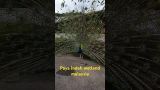 Paya indah wetland malaysia [upl. by Marston]