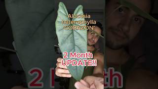 alocasia Heterophylla Corazon 2 Month Update heterophylla [upl. by Sherlock]