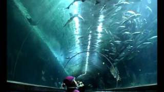 Aquarium of the Bay SF CityPass Attraction [upl. by Adamson590]